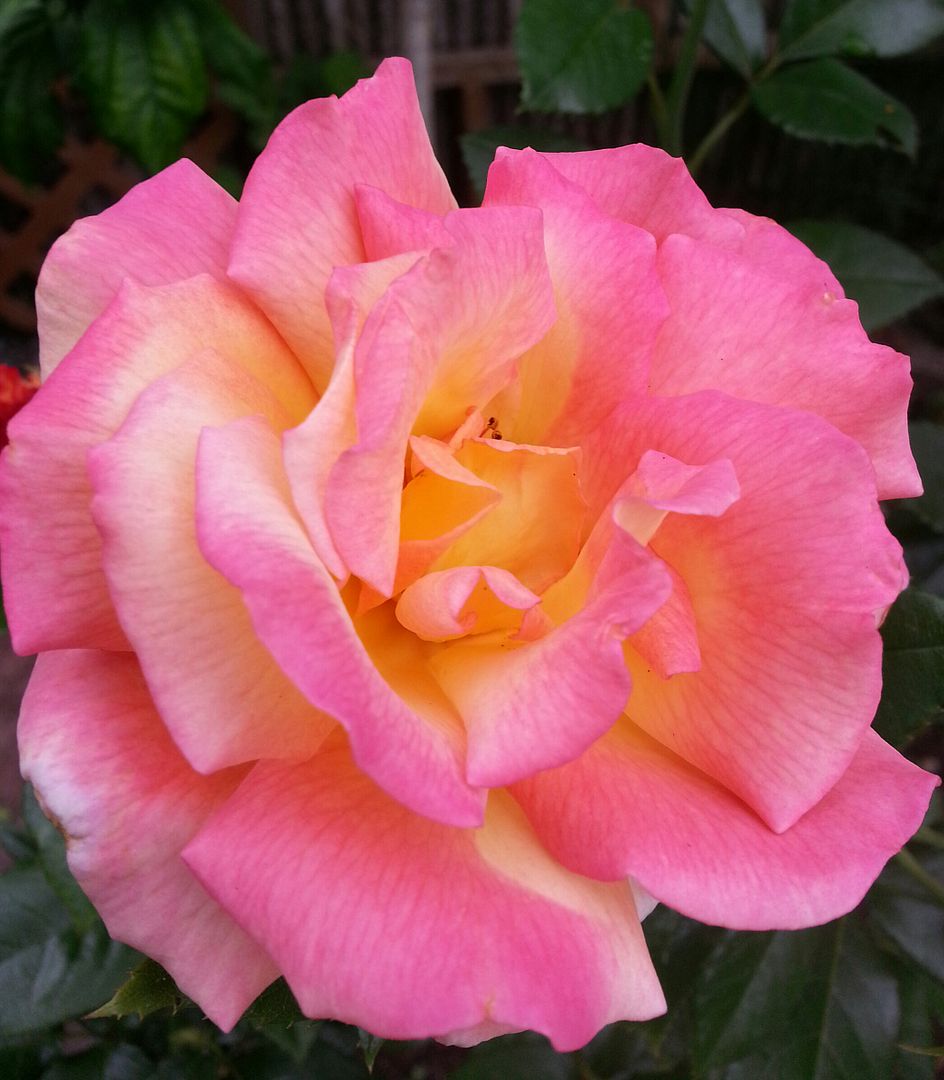  photo 20140720_102802-1_zpszxkio33w.jpg